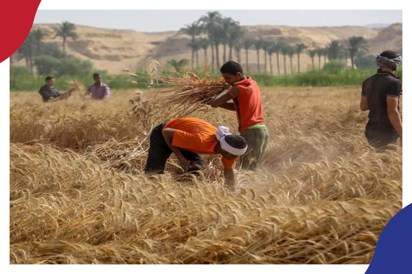 تقرير دولي: أزمة حبوب الحرب الروسية الأوكرانية تضرب 5 دول بينها مصر